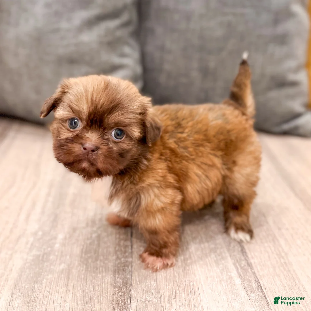 Shih Tzu dogs for sale: Frankie - Ad 2
