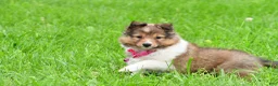 Shetland Sheepdog dogs for sale: Kaleen - Ad 8