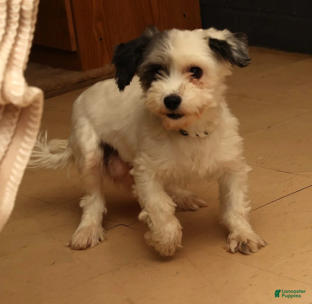 Havanese dogs for sale: Benji - Ad 10