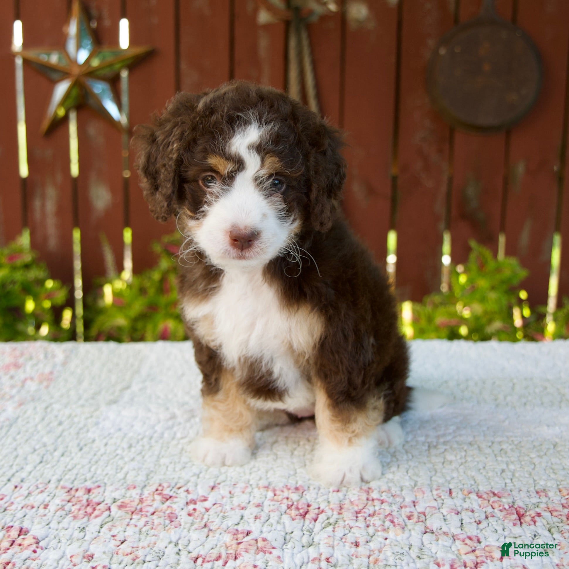 Mini Bernedoodle dogs Nicole - Ad 1