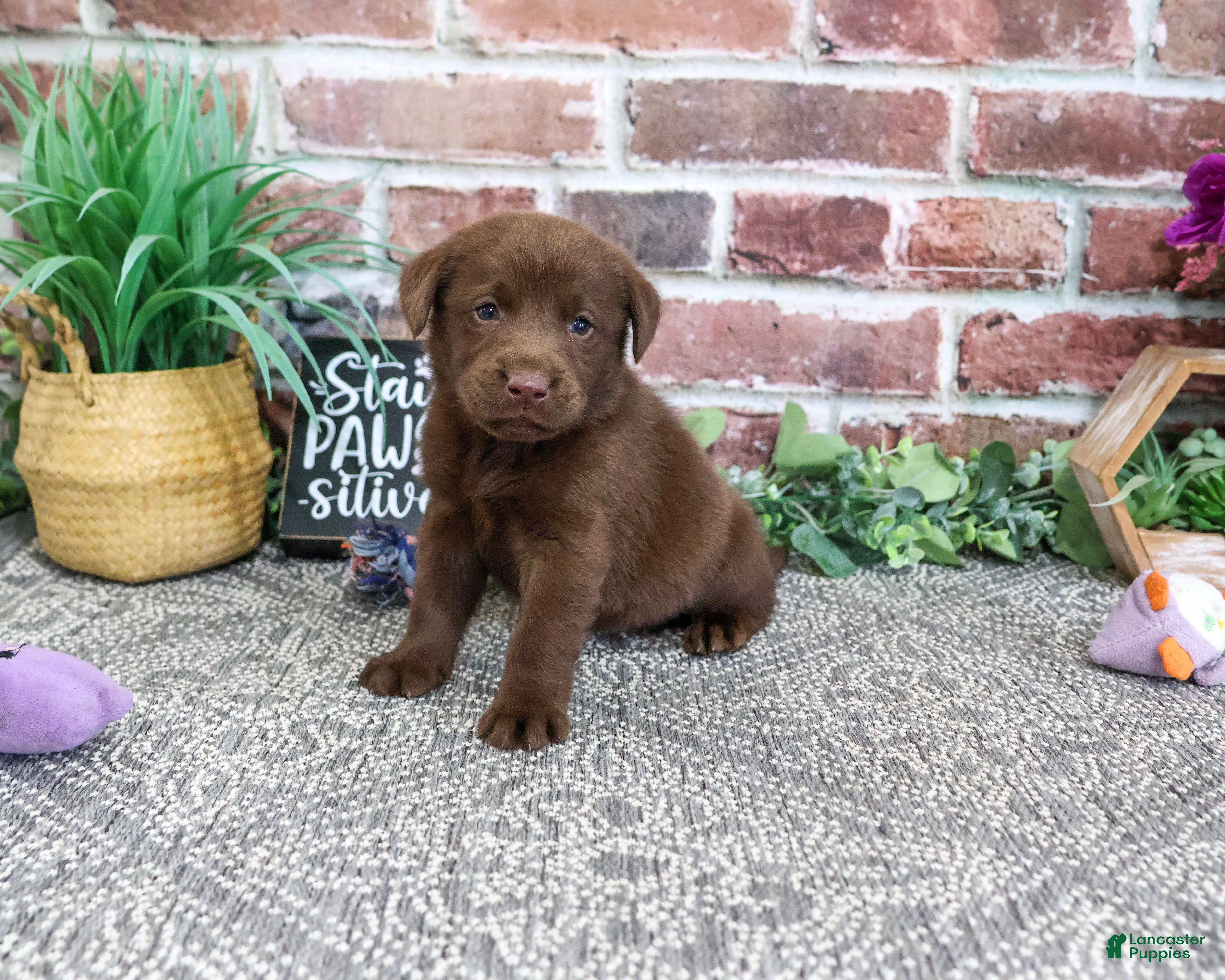 Labrador Retriever dogs Nutella - Ad 18