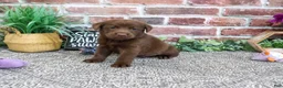 Labrador Retriever dogs for sale: Nutella - Ad 1