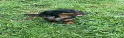 Miniature Dachshund dogs for sale: Leo  - Ad 16