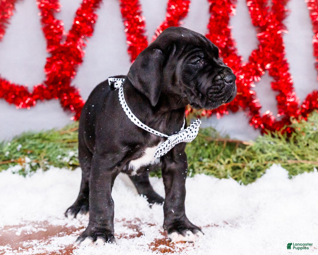 Great Dane dogs for sale: Carol - Ad 15