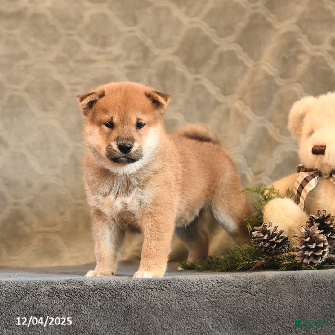 Shiba Inu dogs for sale: Topaz - Ad 5
