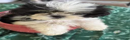 Shih Tzu dogs for sale: LEIA - Ad 7