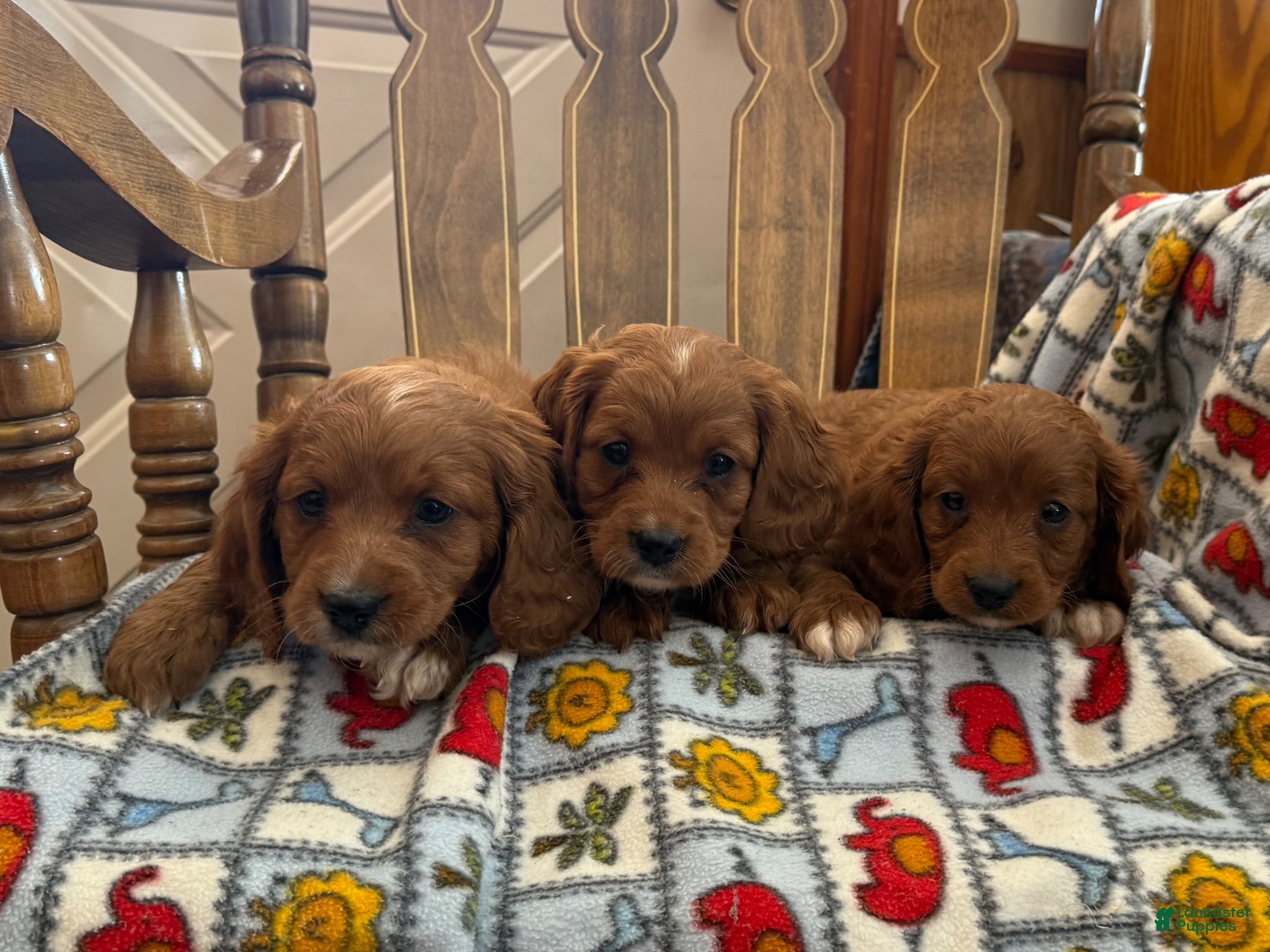 Cavapoo dogs mavis - Ad 2
