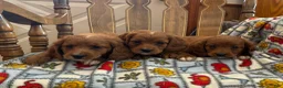 Cavapoo dogs for sale: mavis - Ad 2