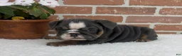 English Bulldog dogs for sale: Taylor - Ad 4
