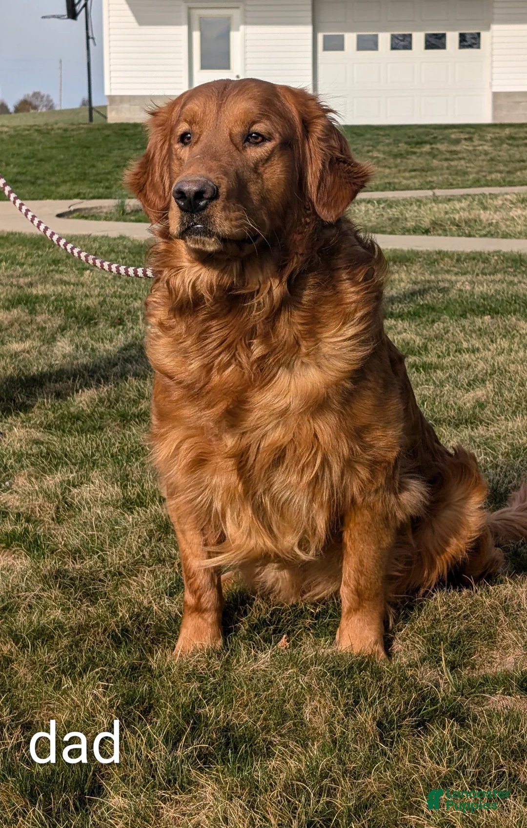 Golden Retriever dogs for sale: Murphy  - Ad 15