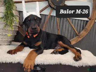 Doberman Pinscher dogs BALOR - Ad 25