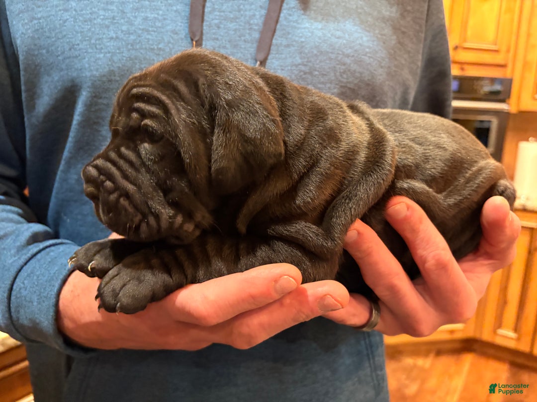 Cane Corso dogs for sale: Yellow girl - Ad 2