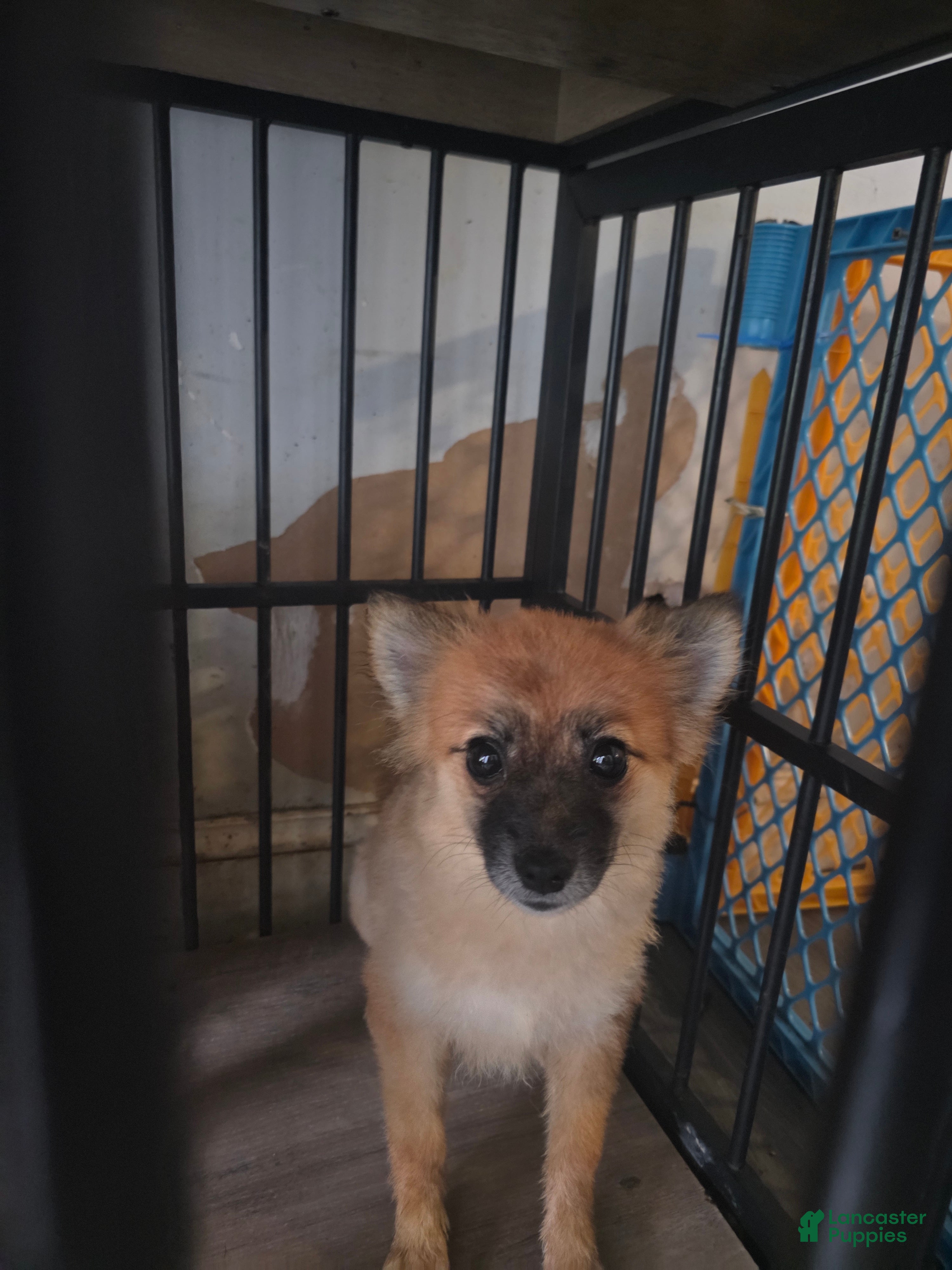 Pomeranian dogs Francheska - Ad 17