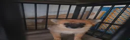 Pomeranian dogs for sale: Francheska - Ad 1
