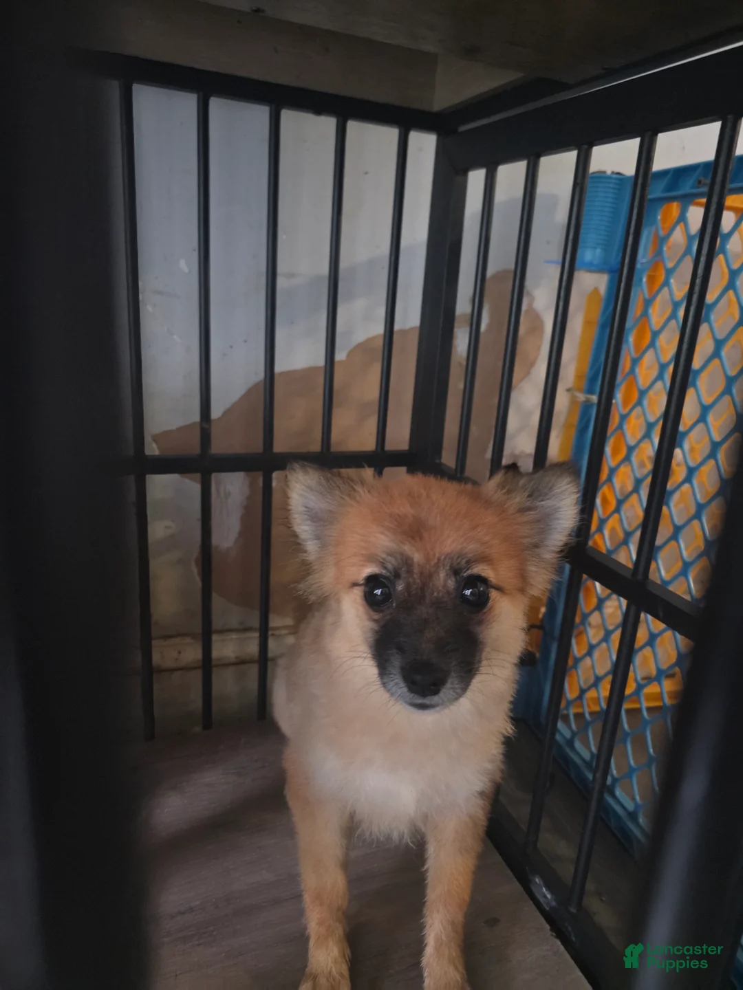 Pomeranian dogs for sale: Francheska - Ad 1