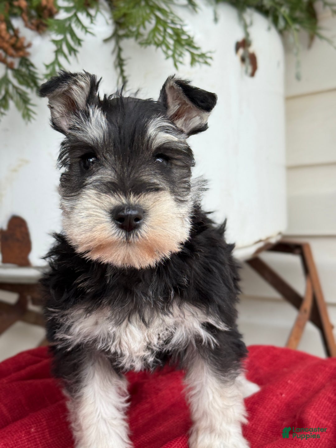 Miniature Schnauzer dogs for sale: Snuggles - Ad 5