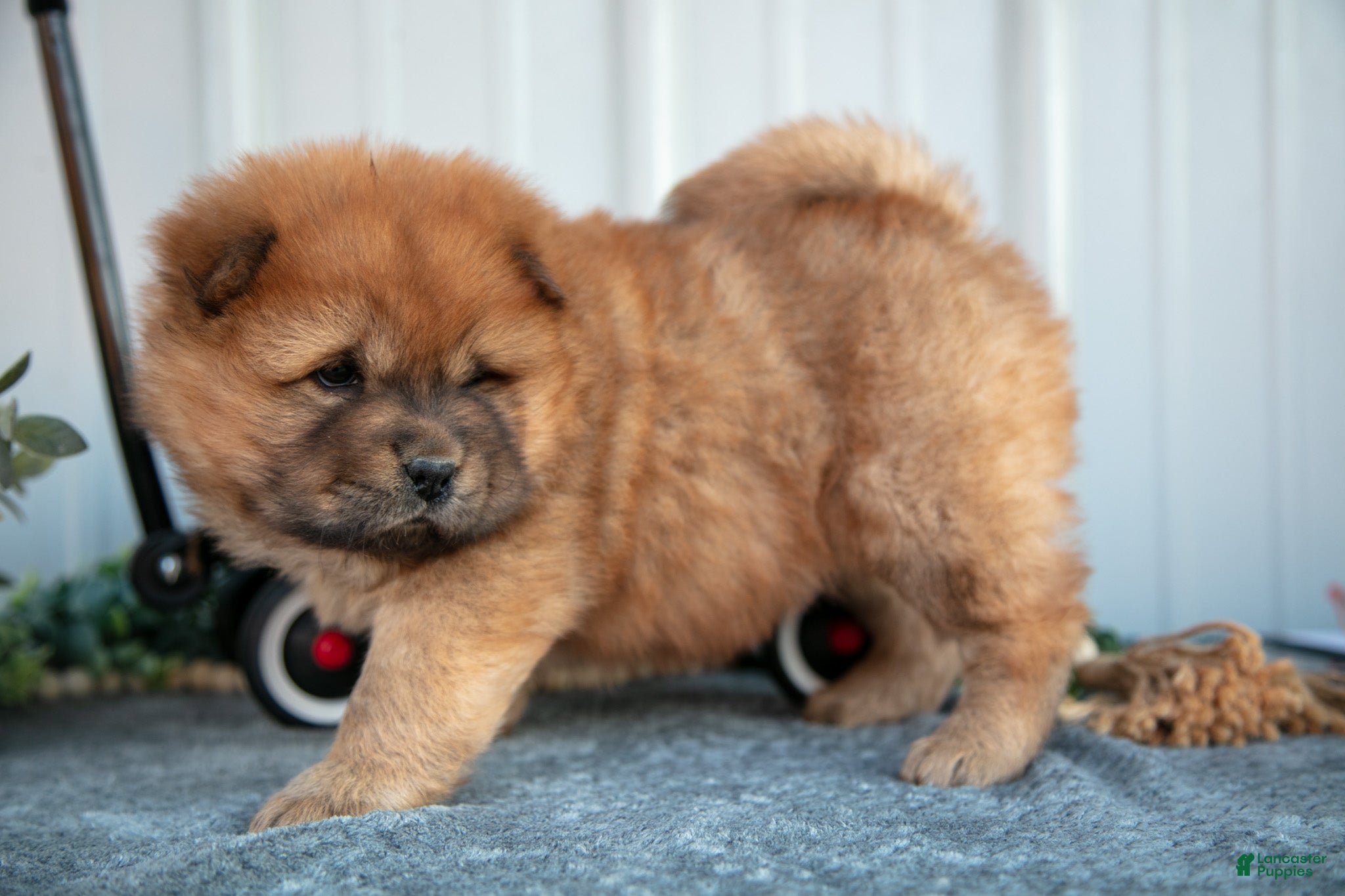 Chow Chow dogs Celine - Ad 6