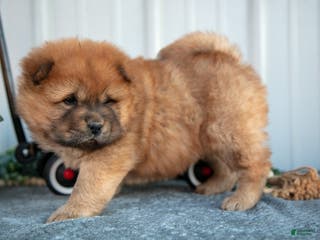 Chow Chow dogs Celine - Ad 1