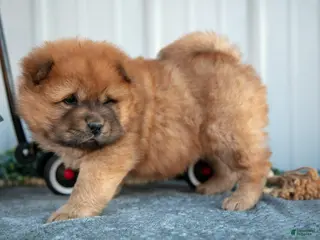 Chow Chow dogs Celine - Ad 4