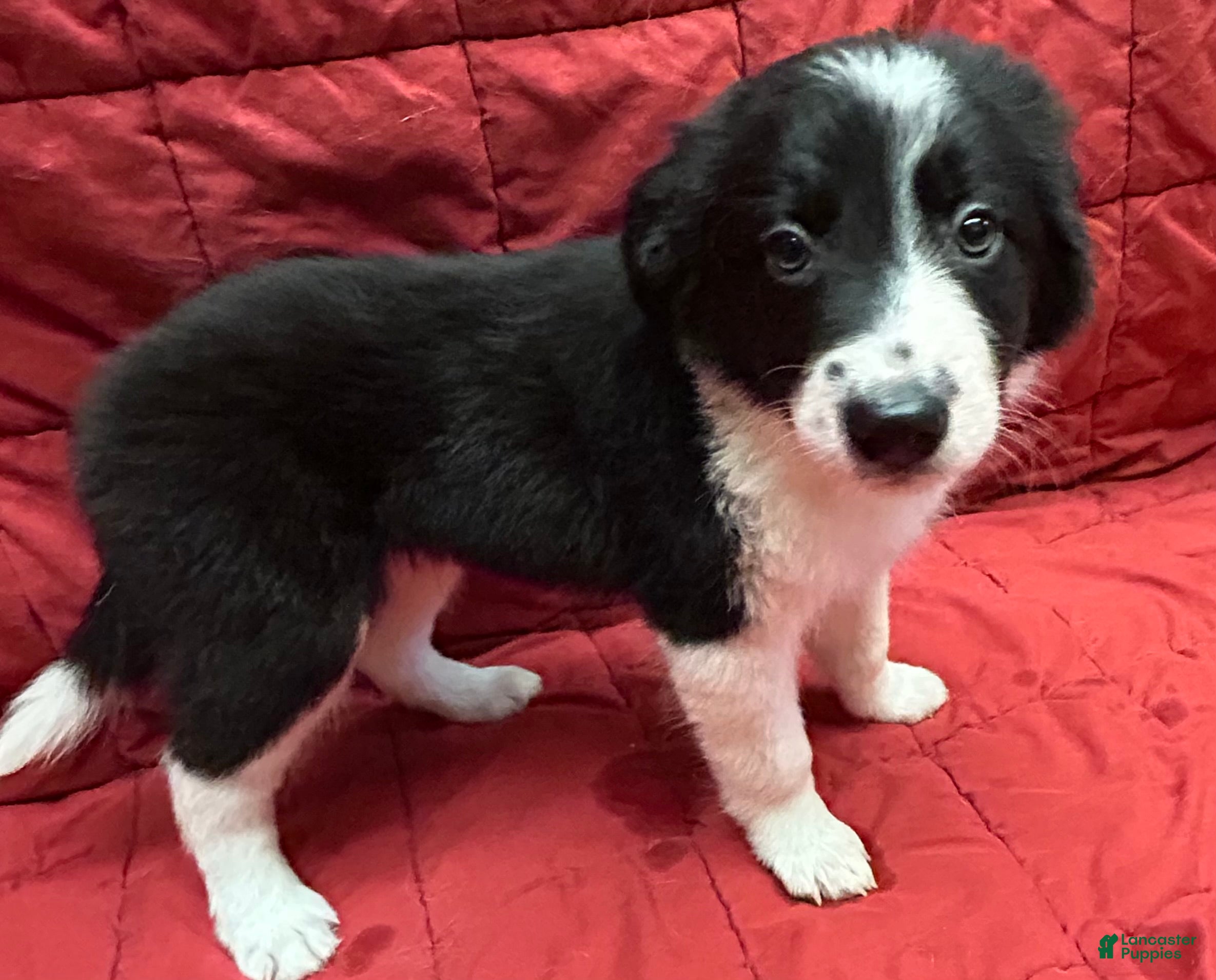 Border Collie dogs Jedi - Ad 1