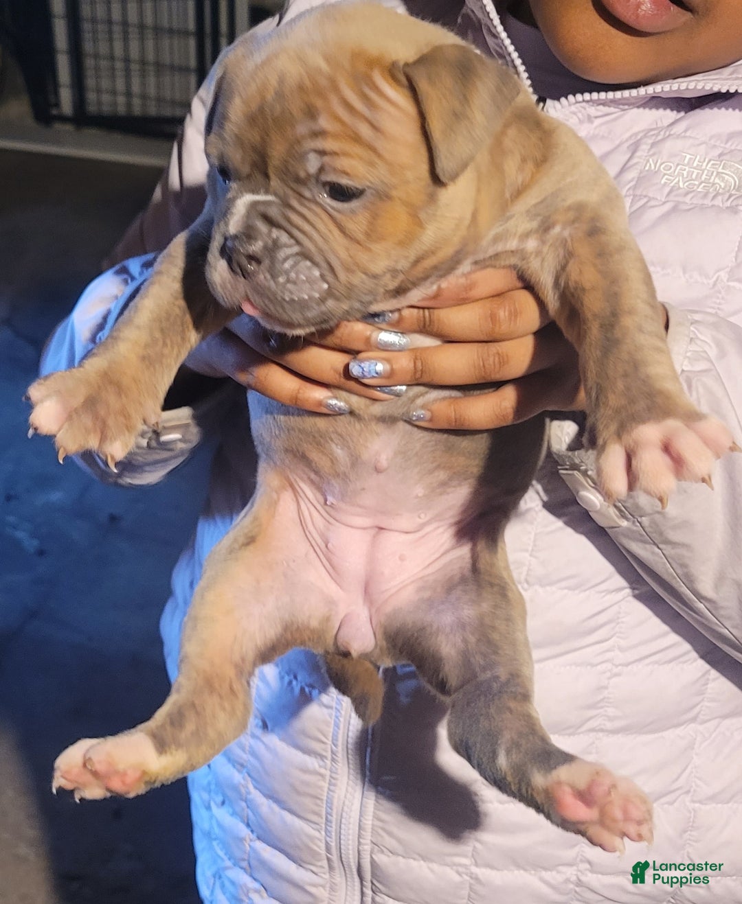 American Bulldog dogs for sale: Cleo - Ad 6