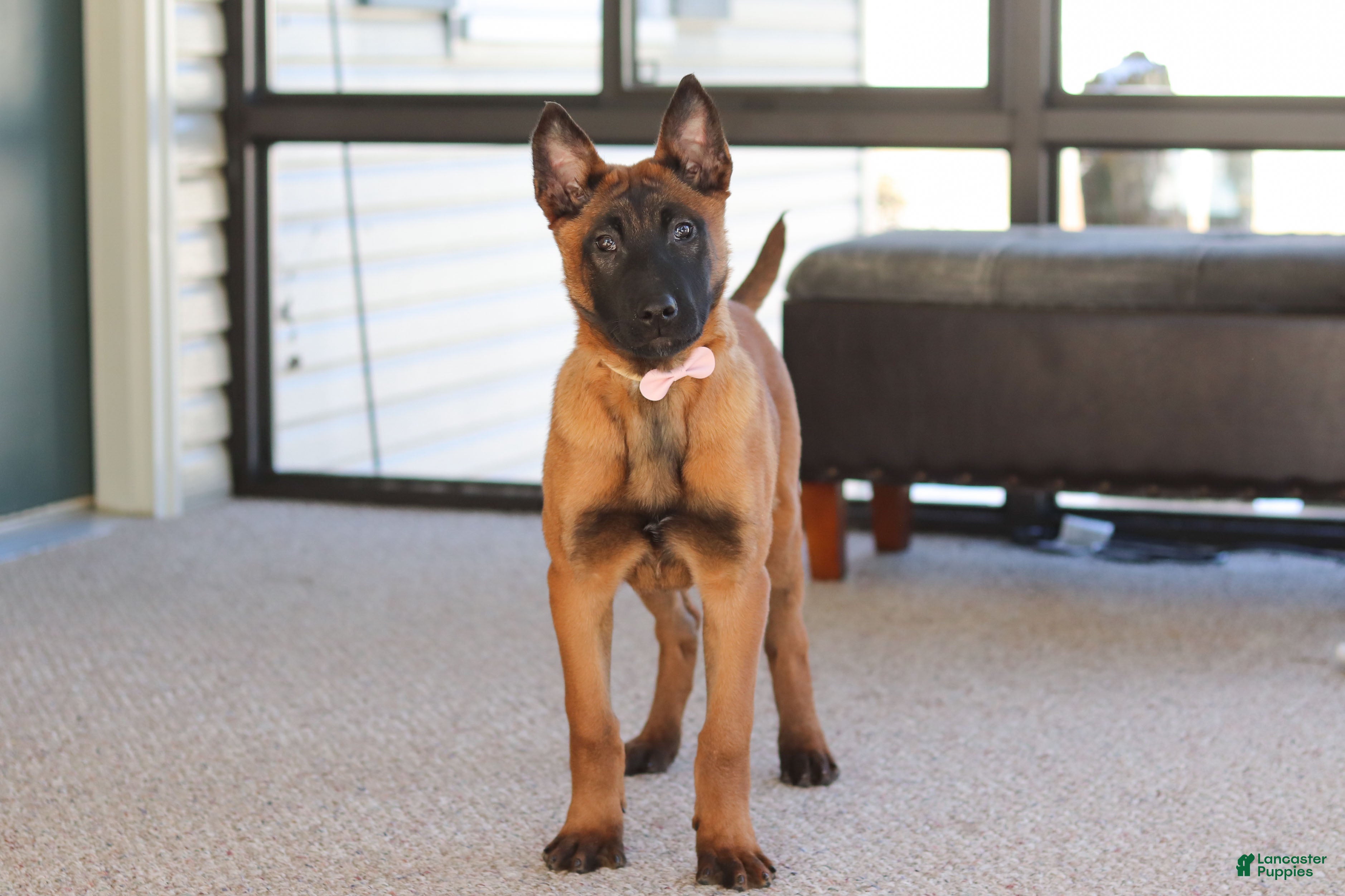 Belgian Malinois dogs Ginger - Ad 2