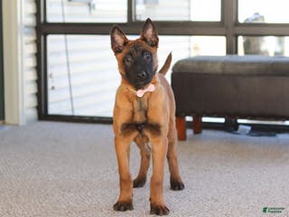 Belgian Malinois dogs Ginger - Ad 1
