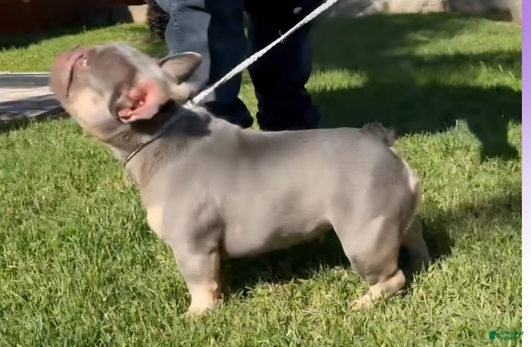 French Bulldog dogs French Bulldog Pink Pup - Ad 2