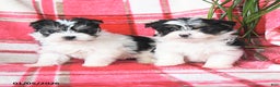Morkie dogs for sale: Rosebud - Ad 5