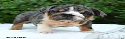 English Bulldog dogs for sale: Saffron - Ad 2