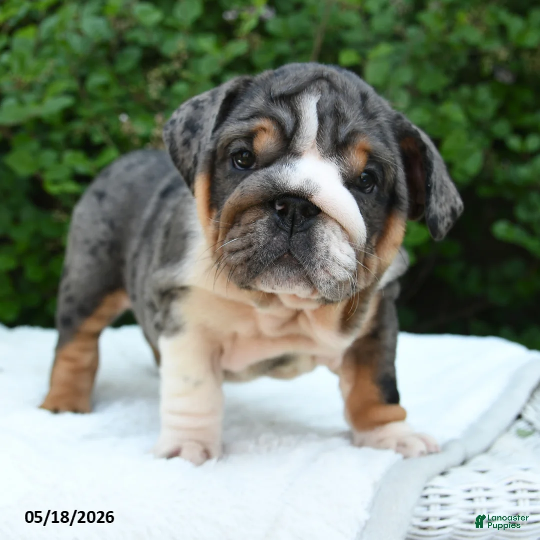 English Bulldog dogs for sale: Saffron - Ad 2