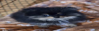 Akc bo