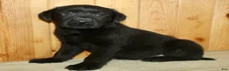 Labrador Retriever dogs for sale: Theo - Ad 3