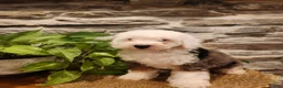 Mini Bernedoodle dogs for sale: ESME - FEMALE Mini Bernedoodle 4 - Ad 22