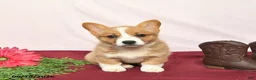 Welsh Corgi Pembroke dogs for sale: Twinkle  - Ad 4