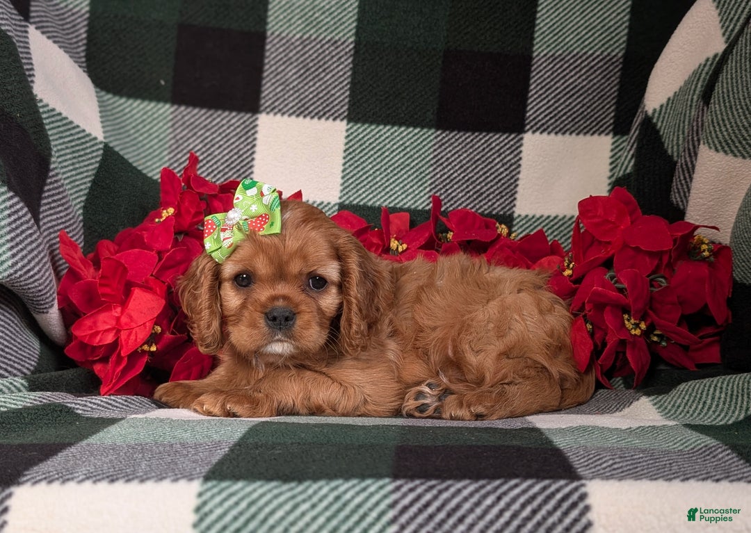 Cavalier King Charles Spaniel dogs for sale: Bridgett - Ad 6