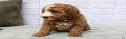 Mini Goldendoodle dogs for sale: Bella - Ad 3
