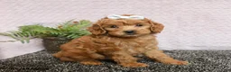Cockapoo dogs for sale: Roxy - Ad 1