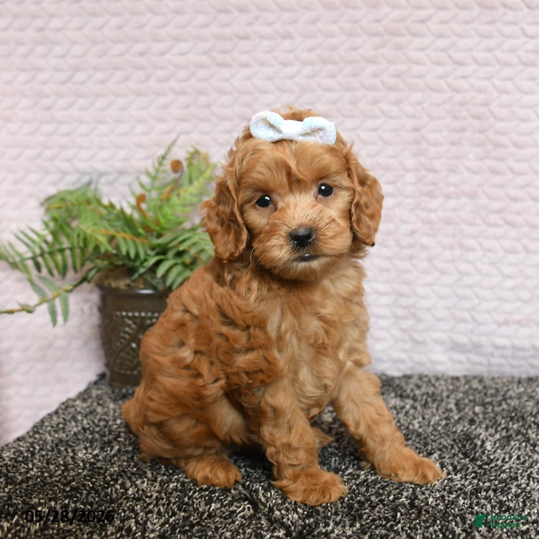 Cockapoo dogs for sale: Roxy - Ad 1
