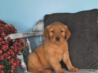 Golden Retriever dogs - Ad 33