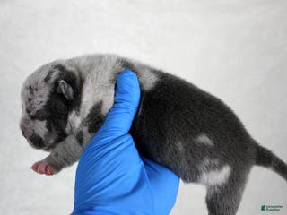 American Bully dogs Blue Merle Male - Ad 38