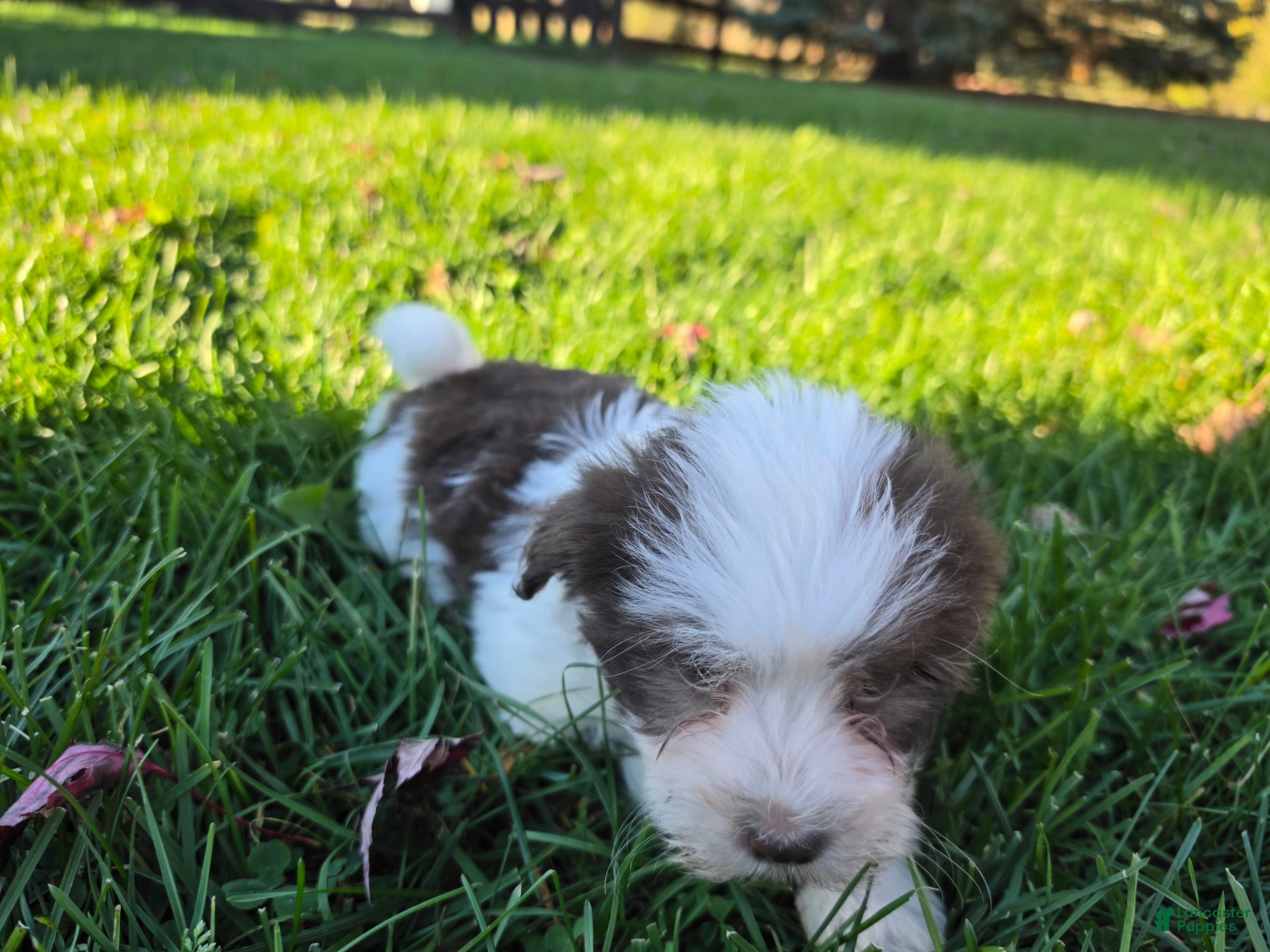 Havanese dogs for sale: Havanese 26105-04 (Female) - Ad 2