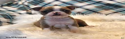 Boston Terrier dogs for sale: Cheyenne - Ad 11