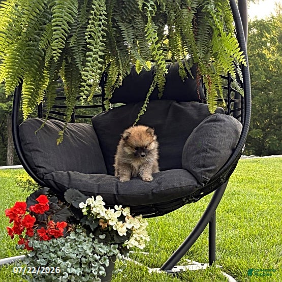 Pomeranian dogs Justin - Ad 2