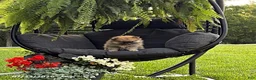 Pomeranian dogs for sale: Justin - Ad 2