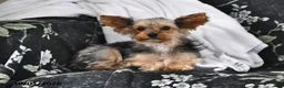 Yorkshire Terrier dogs for sale: Twinkles - Ad 6