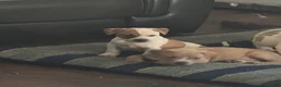 American Pit Bull Terrier dogs for sale: American Pit Bull Terrier  - Ad 14