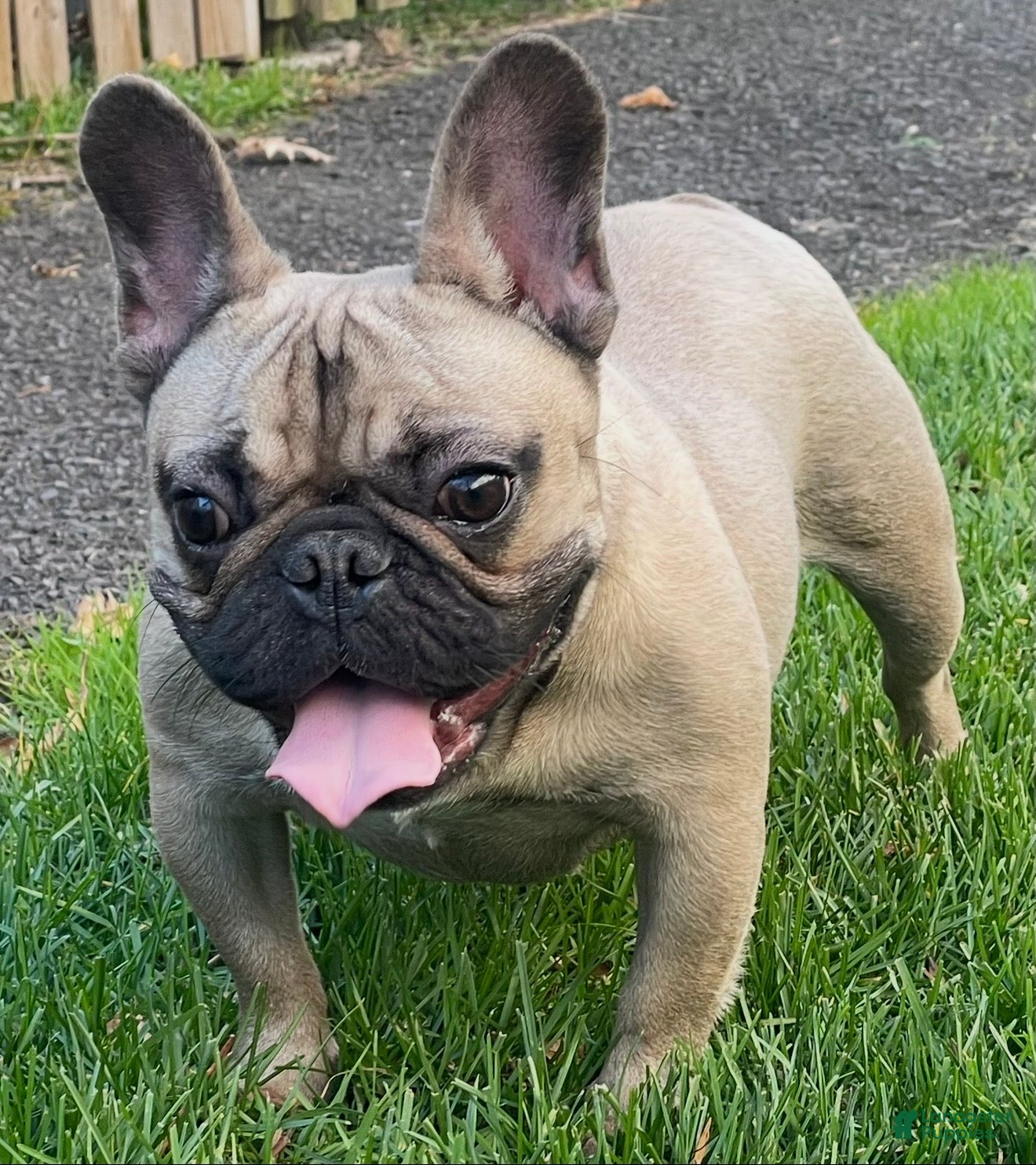 French Bulldog dogs bubba - Ad 2