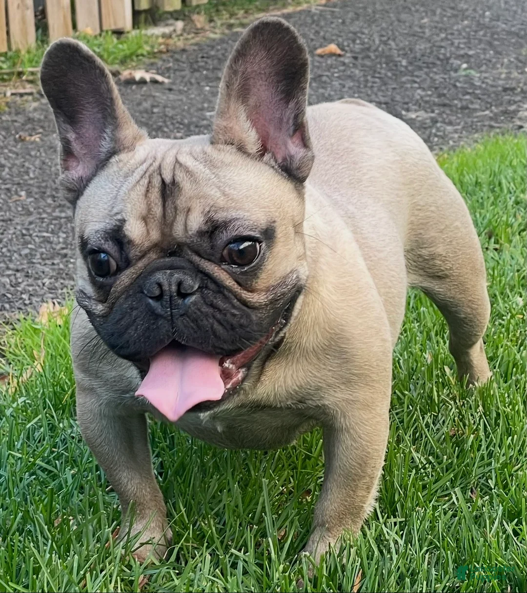 French Bulldog dogs for sale: bubba - Ad 2