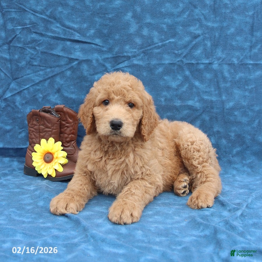 Goldendoodle dogs Jumper - Ad 1